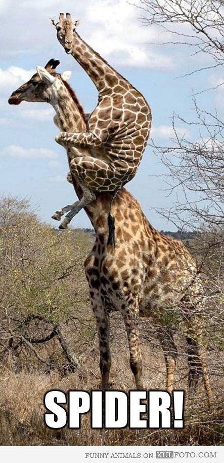 Mama giraffe saves baby giraffe from invisible spider.