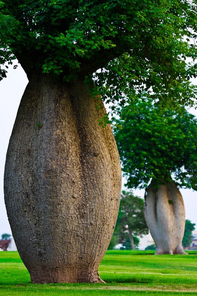Toborochi trees at the Aspire Park, Doha, Qatar