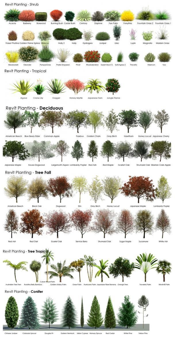 A visual guide to trees. Complement with Herman Hesse’s poetic medita