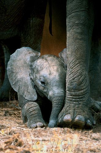 Africa | Elephant calf resting, Tarangire National Park, Tanzania | © Art W