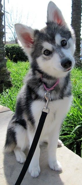 Alaskan Klee Kai – 18" tall fully grown.