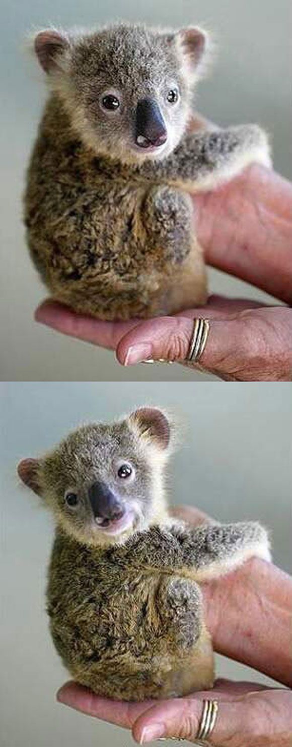 Baby Koala – A curious arboreal marsupial.