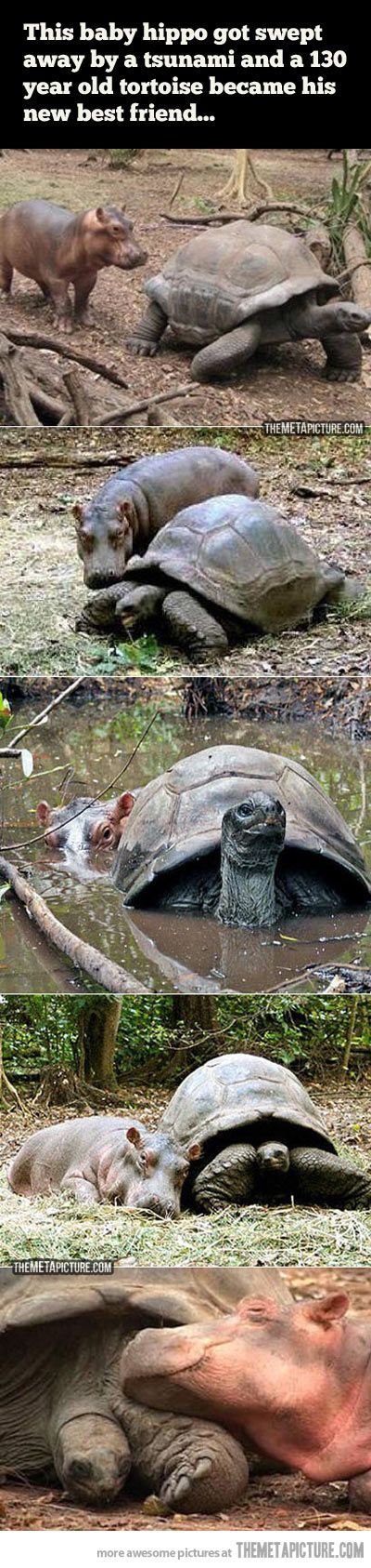 Baby hippo and 130 year old tortoise become best friends