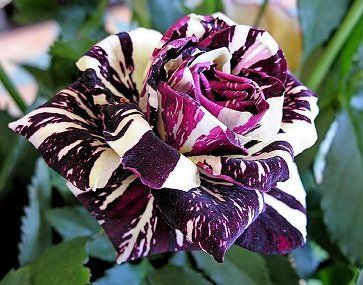Black Dragon Rose