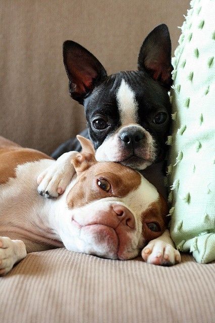 Boston Terrier Love