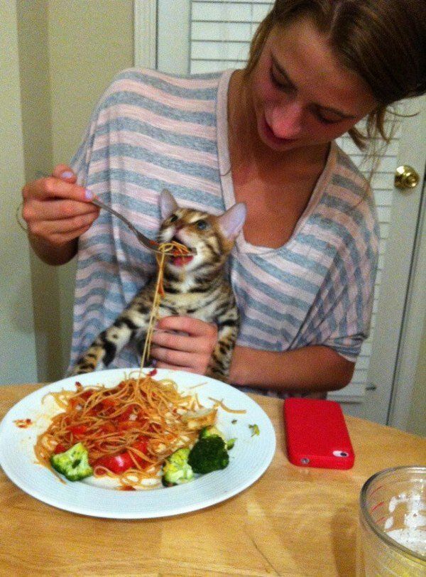 Cat eats spaghetti