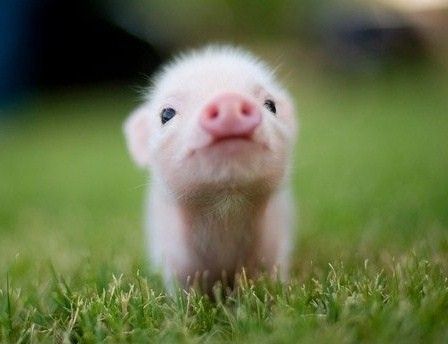Cute pig