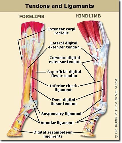 Equine anatomy - tendons & ligaments