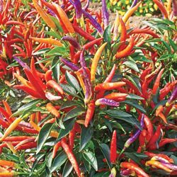 Fireworks pepper plant! Beautiful addition to a veggie garden.