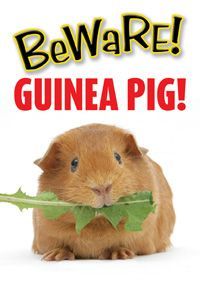 Guinea Pig Gifts –