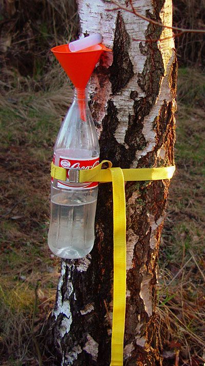 How to collect birch sap.