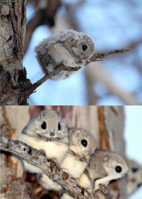 I present you Japanese dwarf flying squirrel.