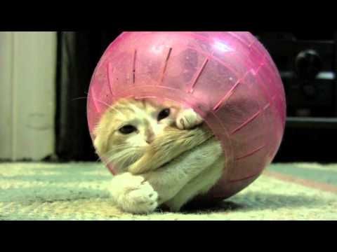 "KITTEN in Hamster Ball stuck in the middle." I dare you not to "