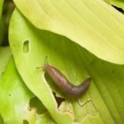 Keep slugs off your hostas by putting coffee grounds around them
