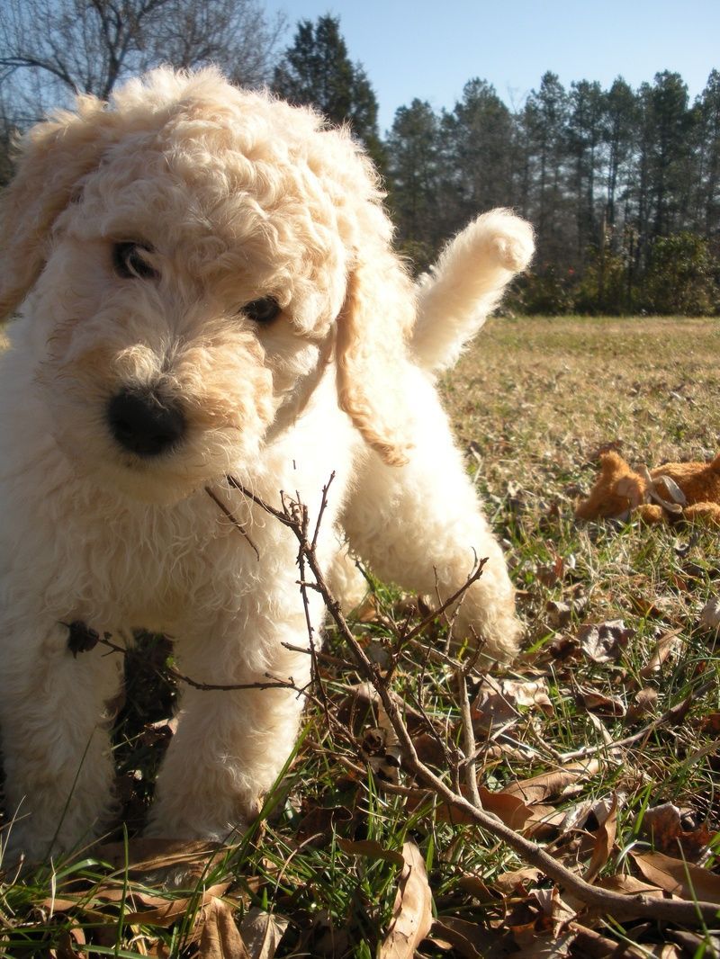 Labradoodles