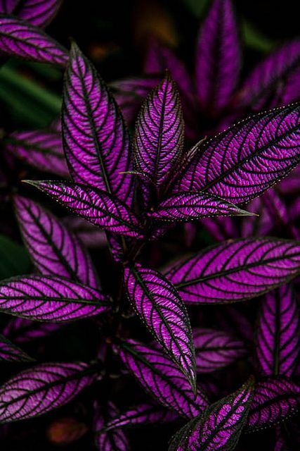 Persian Shield.  Easily multiplied by simply breaking off and sticking in pottin