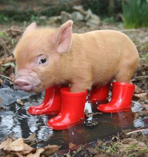 Pig in Galoshes. Straight up.