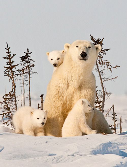 Polar Bear family portrait