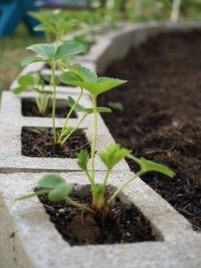 Put strawberry plants in concrete blocks edging a garden