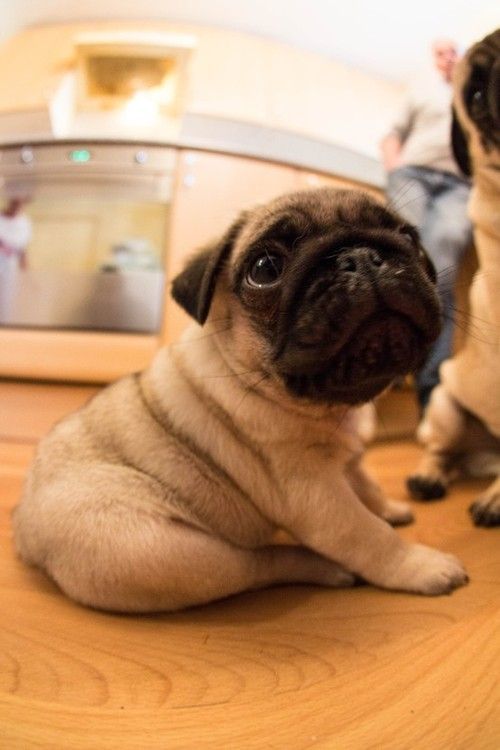 Roly poly baby pug