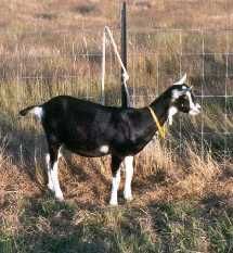 Small Farmers Guide To Keeping Dairy Goats