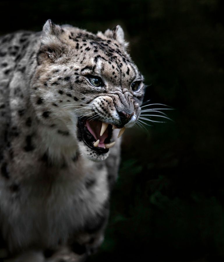 "Snow Leopard Lunchtime!" by Sue Demetriou,…it's munch time!!!