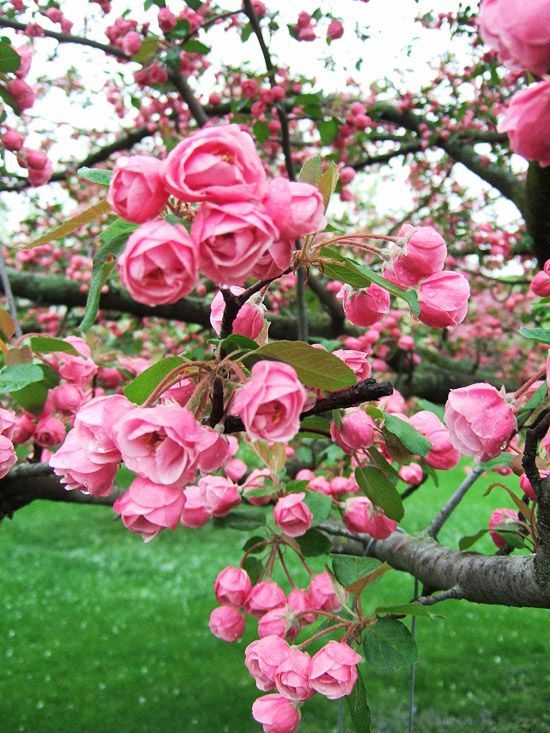 Spring blooms of the Brandywine Crabapple=Looks like a rose tree