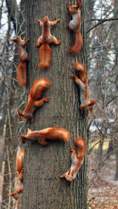 Squirrels – Special Tree ??