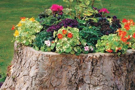 What to do with a tree stump – planter