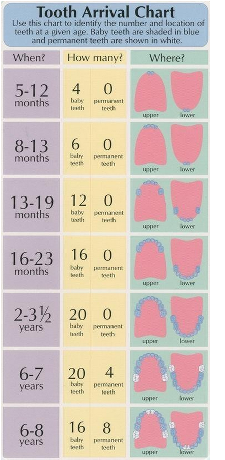 22. A lot happens with your kid’s teeth in their first six to eight years. Here’s a primer: -   Helpful Charts For New Parents