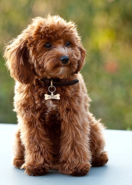cavapoo…. Cavalier King Charles Spaniel and a Poodle mix. I want this dog!