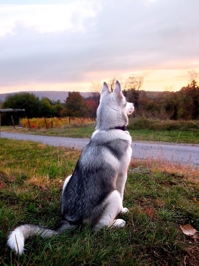 #husky #siberian husky