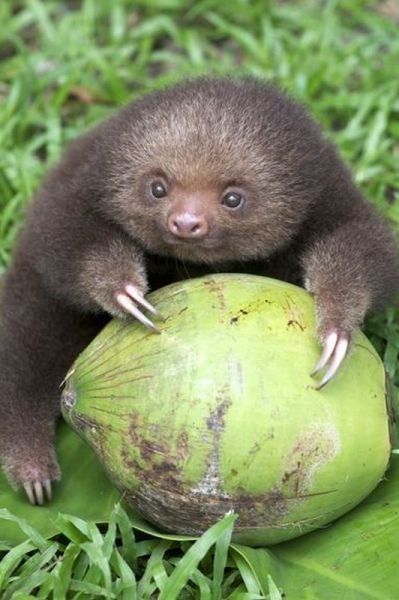 Sloth!