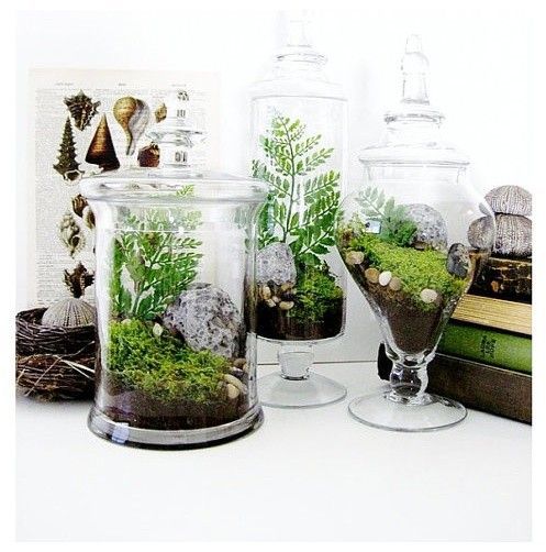 terrarium in an apothecary jar $175…make your own for a fraction of that …ja