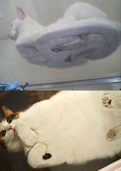 this is what the underneath view of a cat looks like. ahahaha