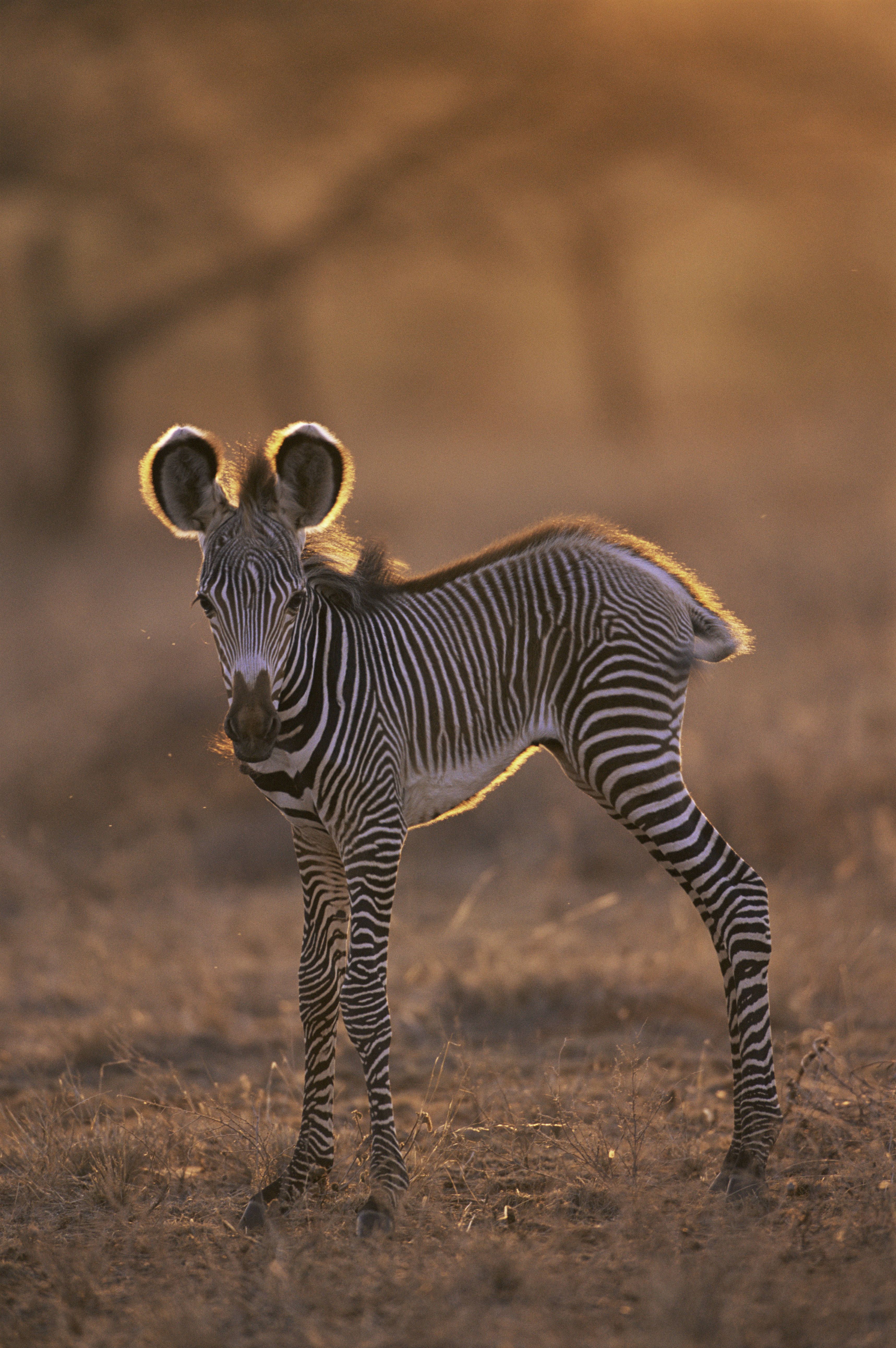 zebra baby