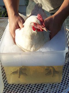 11 Uses for Vinegar Around the Coop — Community Chickens