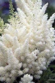 'Diamonds and Pearls' Astilbe