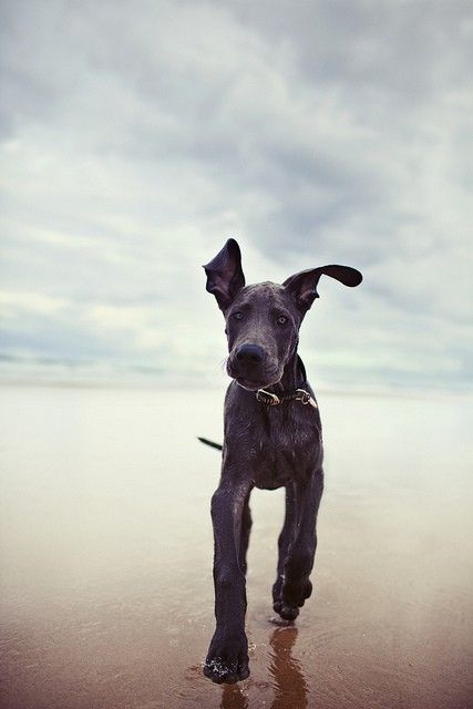 Adorable Great Dane