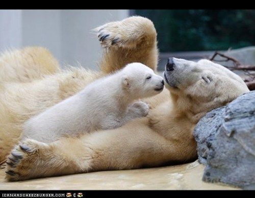 Baby Polar Bear kisses!