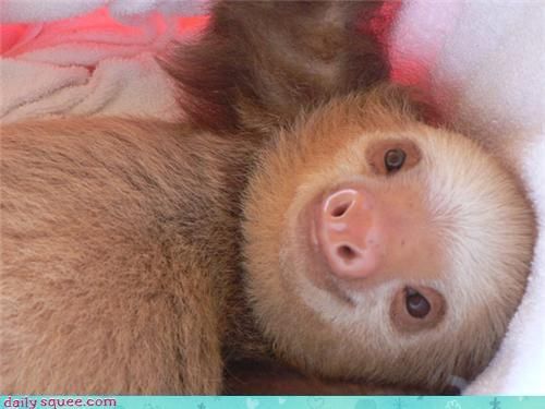 Baby sloth smiling, cutest little bugger ever.