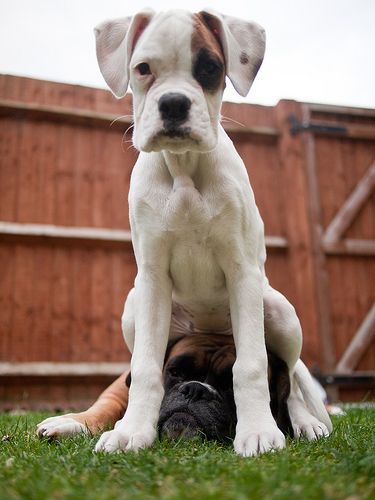 Boxers are always sitting on each other lol