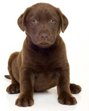 Chocolate Labrador.