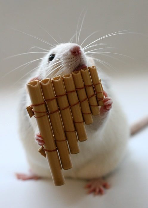 Cutest pics ever of a little rat musician… love!