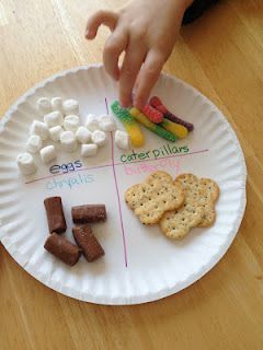 Edible butterfly life cycle