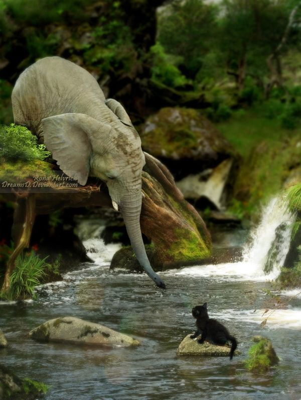 Elephants are among the most emotional creatures in the world. they have been kn