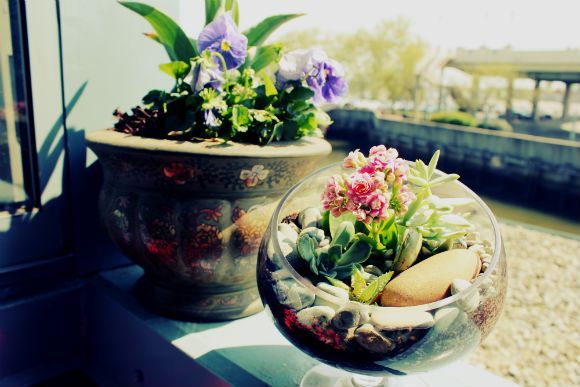 Glass succulent terrarium.