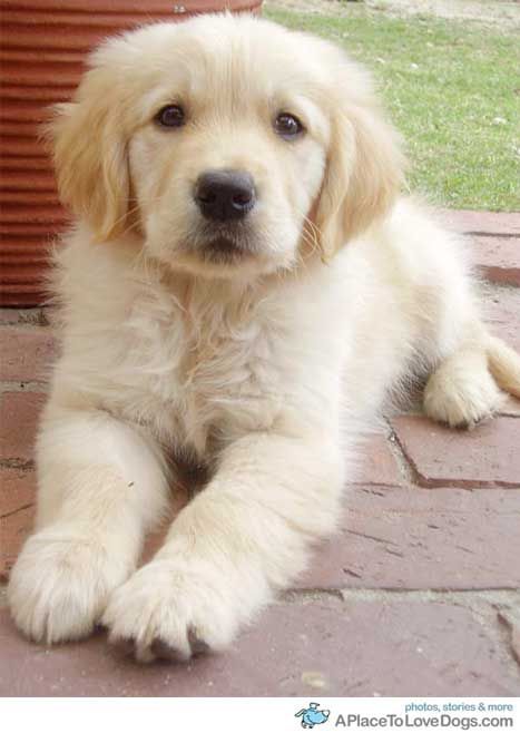 Golden Retriever pup.