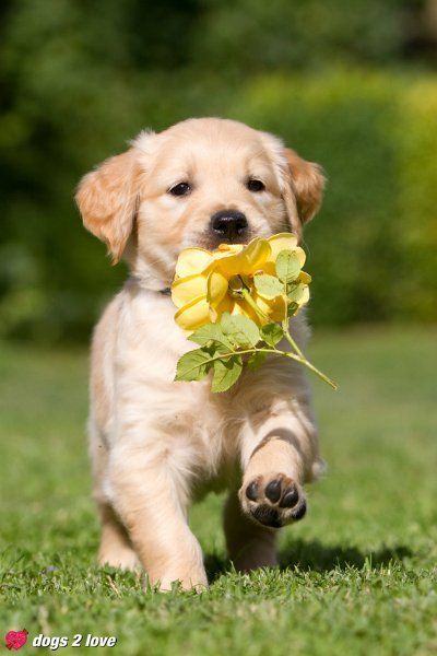 Golden Retriever puppy :))