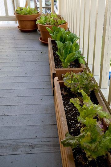 Growing lettuce on your porch. Plant seeds in succession about a week apart, tha